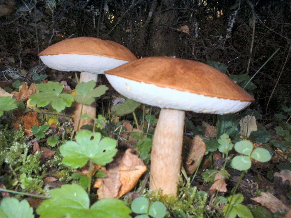 leccinum aurantiacum